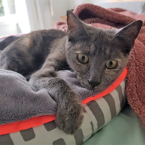 Delilah - Located in Avondale Heights