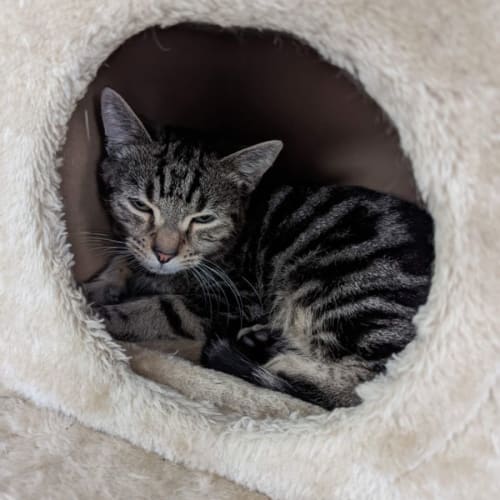 Basil ~ Meet me @ PetStock Keysborough ❤️