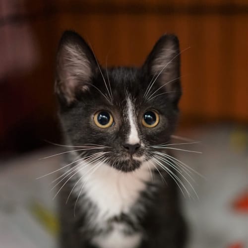 Simon