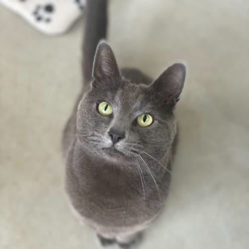 Merlin
