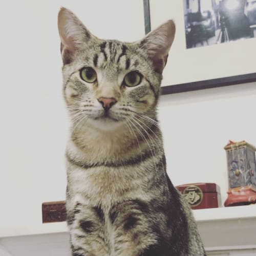 Baby Grey & Earl Grey 