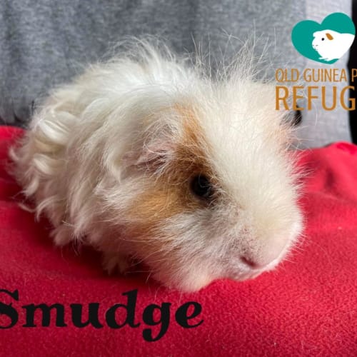 Smudge