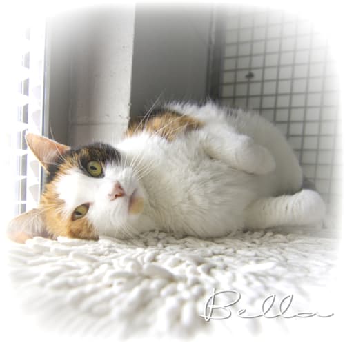 Bella