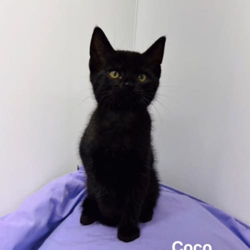 Coco