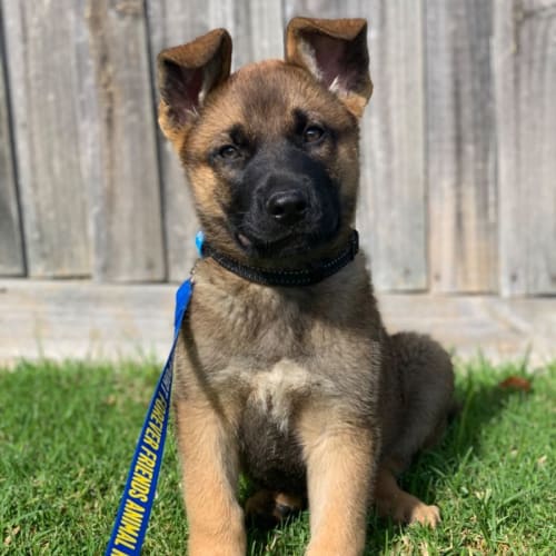 Maverick 