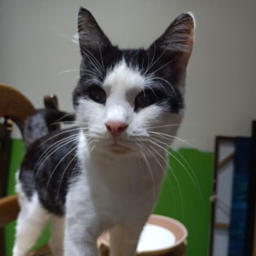 Tom