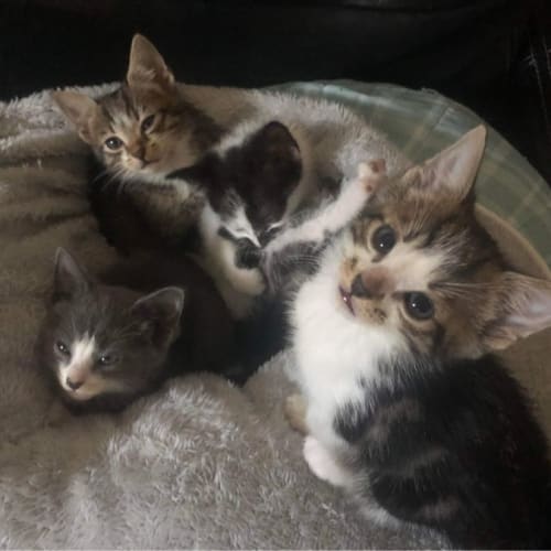 The Ice Cream Babies