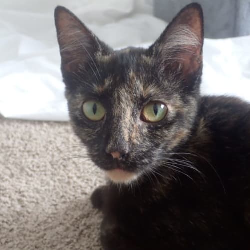 Freya