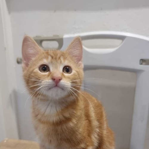Leo