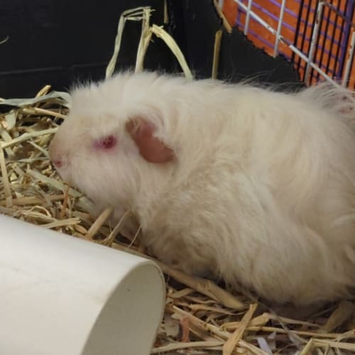 Marshmallow