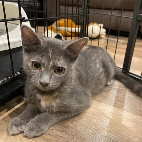 Ruby ~ Meet me @ PetStock Mornington Central ❤️