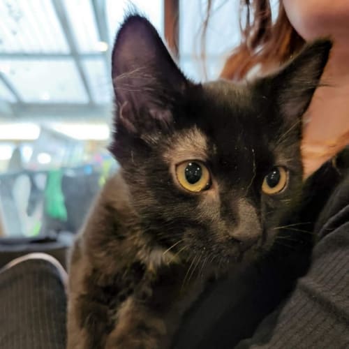 Batman ~ Meet me @ PetStock Mornington Central ❤️