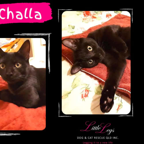 T'Challa
