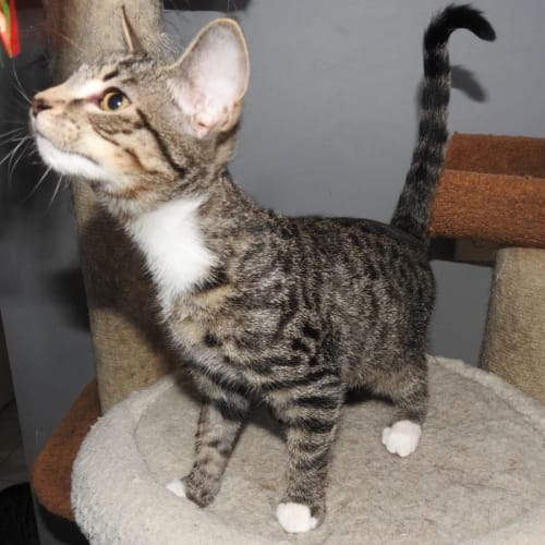 Mr Tabby