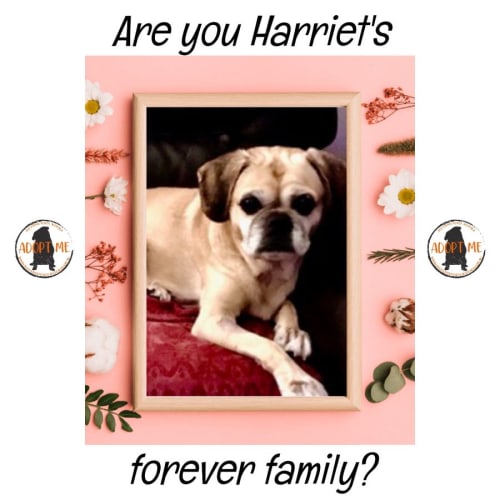 Harriet