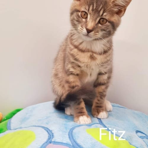 Fitz