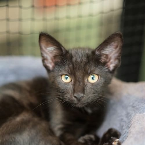 Miss Meowtastic