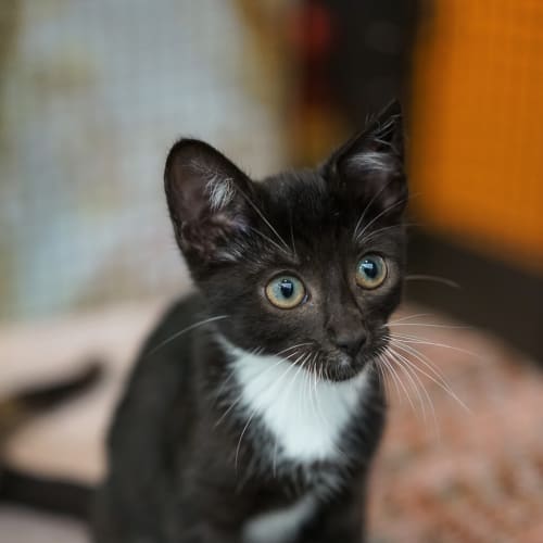 Morris