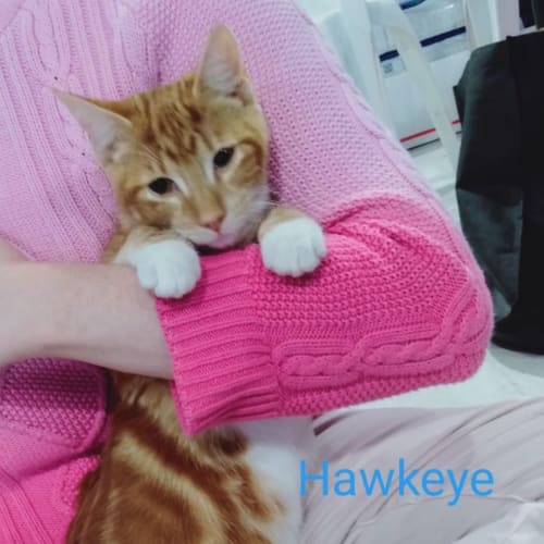 Hawkeye 