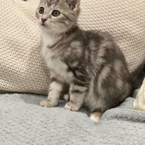 Harper