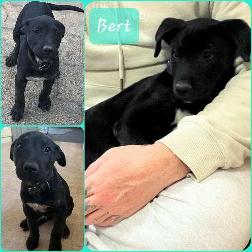 Bert