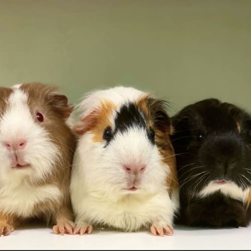 Reggie, Winston & Bill