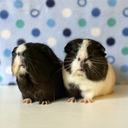 Piggy and Wilbur