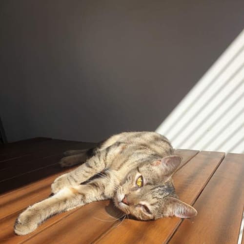 Ella