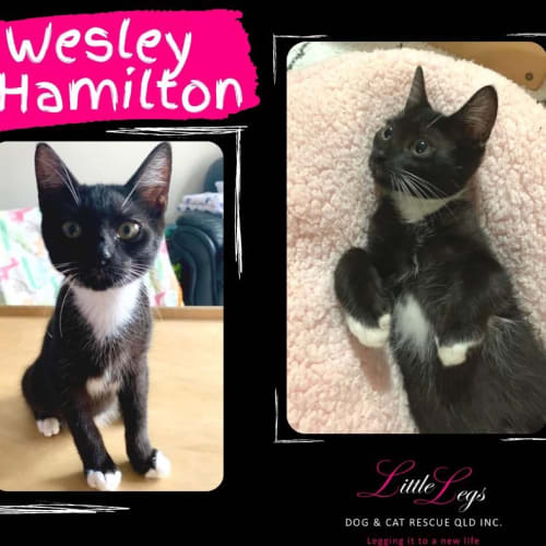 Wesley Hamilton