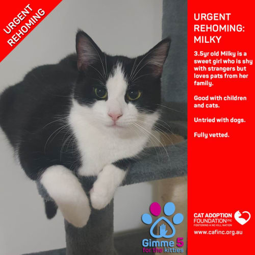 Milky Private Rehoming No Charge!