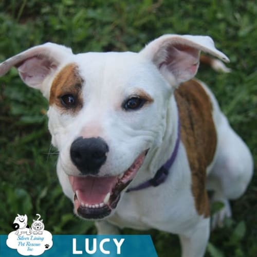 Lucy