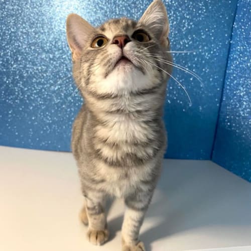 Gina - Located in Preston