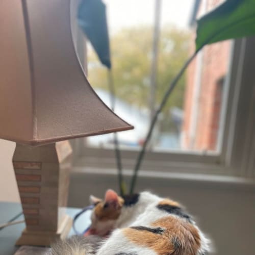 Peanut
