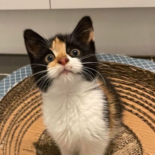 Pip