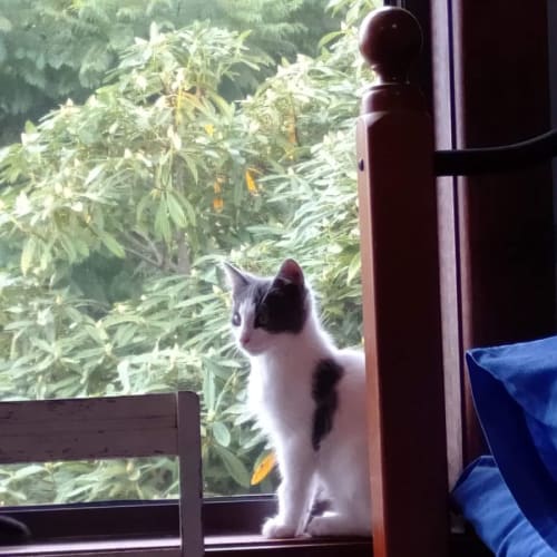 Domino