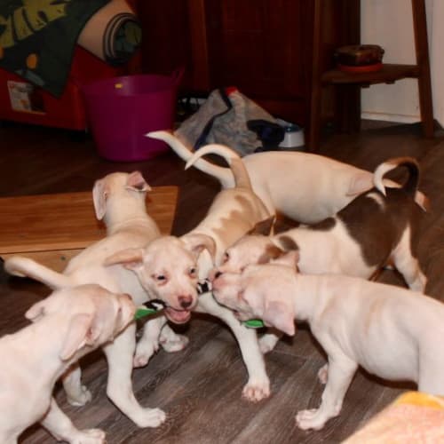 Puppies!