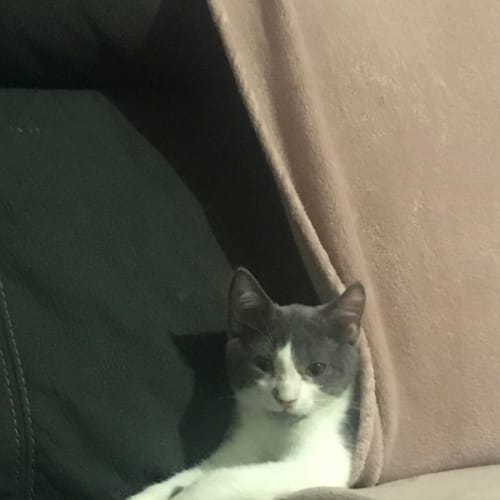 Vinnie 