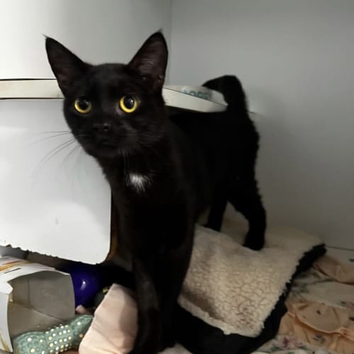 Tulio