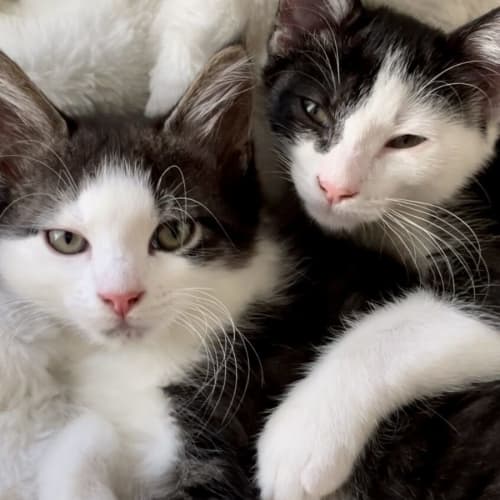 Jerry & Mungo 