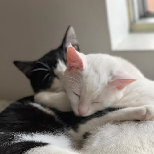 Bodhi & Puddles