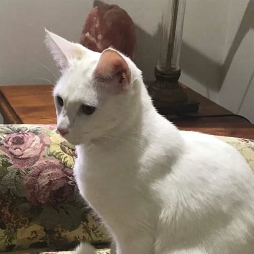 Finn
