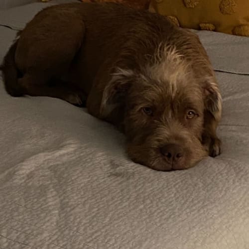Louie