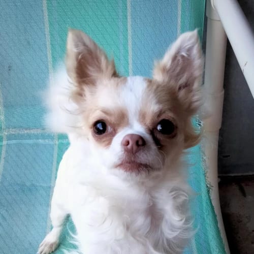 Pocket