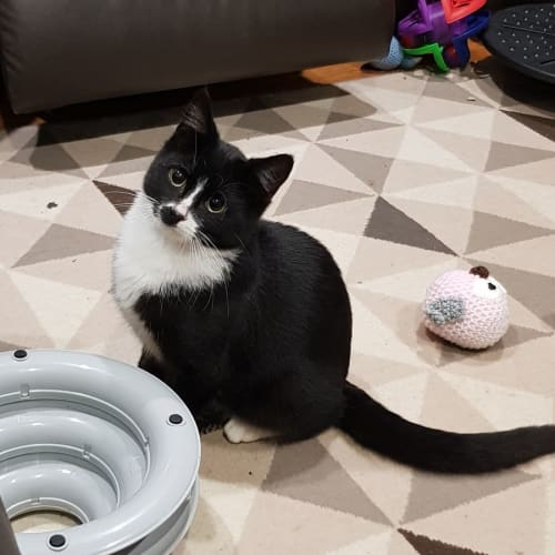 Sooty