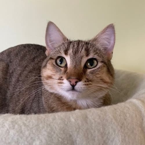 Cinnamon