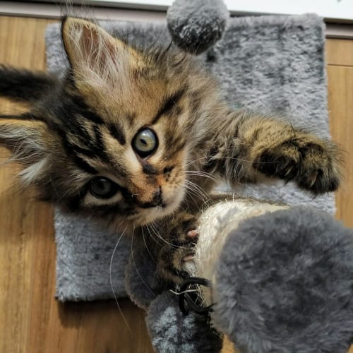 Luca