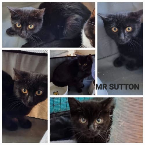Sutton