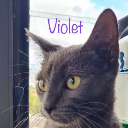 Violet