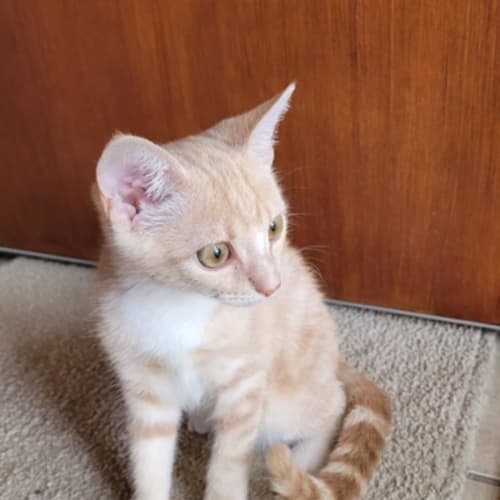 Ginger Snap Biscuit