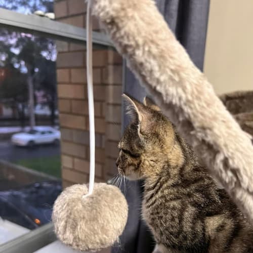 Rye